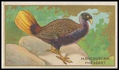25 Manchurian Pheasant